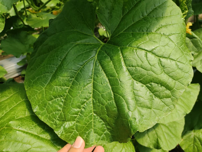 司普沃進口水溶肥怎么樣？專業(yè)技術(shù)老師來解答。
