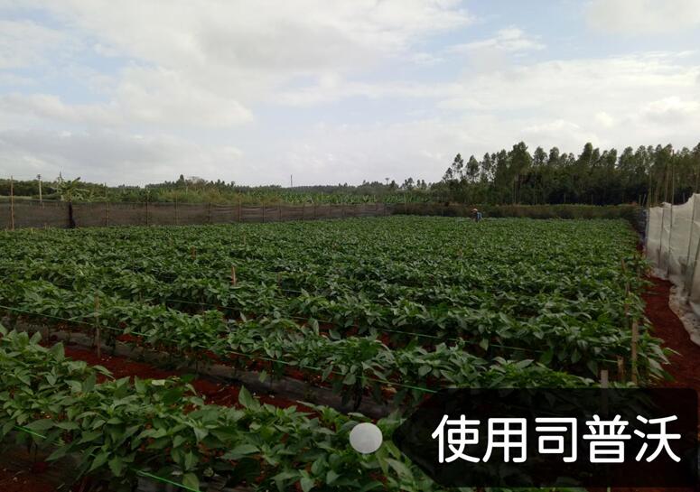 水溶肥的神奇奧秘，作物黃化也能治