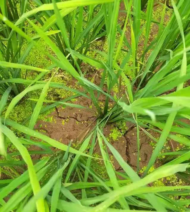 水稻為啥要排水曬田？水稻生長(zhǎng)到一定階段有必要排水曬田嗎？
