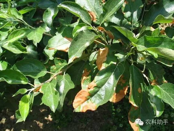 蘋果圓斑根腐病怎么辦？司普沃教您一招有效預(yù)防
