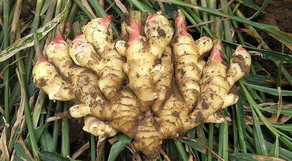 大姜想獲得高產(chǎn)，但死棵嚴(yán)重怎么辦？司普沃來幫您
