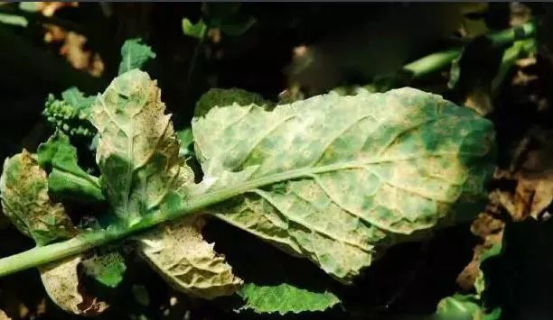 油菜白粉病嚴(yán)重化？如何防治？別急，司普沃給出了見解