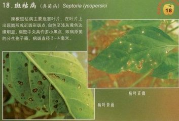 辣椒斑枯病的危害癥狀、傳播途徑、發(fā)病原因及防治措施