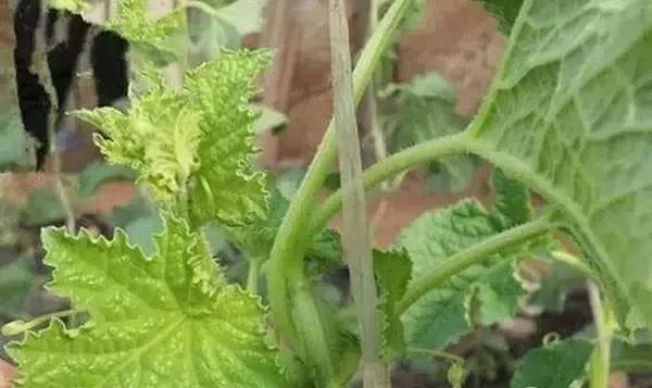 蔬菜缺硼如何進行補救？司普沃告訴您