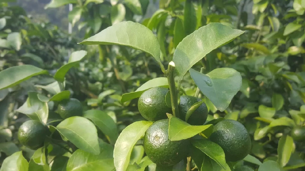 砂糖橘秋梢竟不老熟！這危害夠受嗎？司普沃來幫您