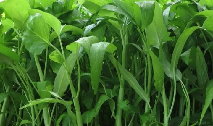 空心菜炭蛆病有哪些癥狀？應(yīng)當如何防治？下面司普沃為您解答