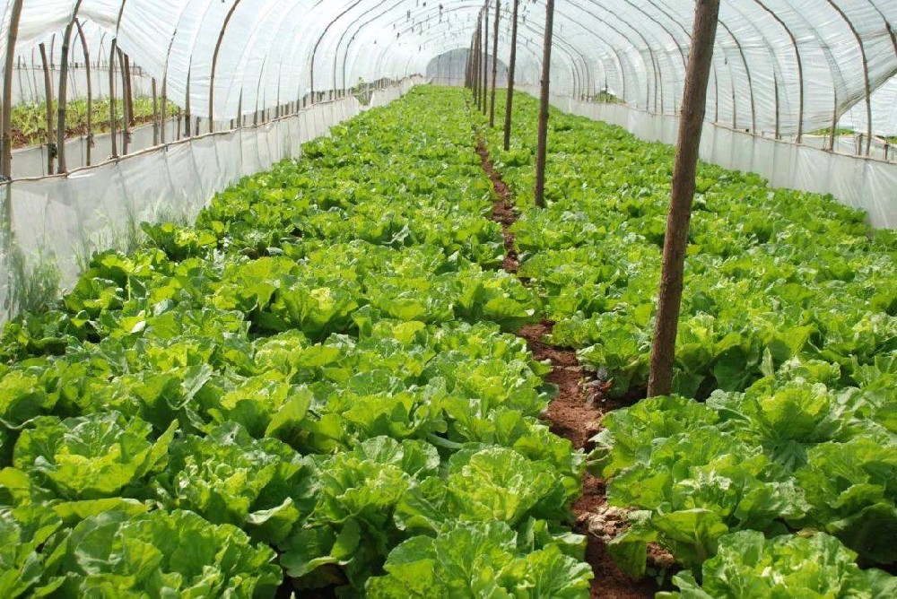 冬季蔬菜生長(zhǎng)緩慢，這該怎么辦？司普沃來(lái)幫您