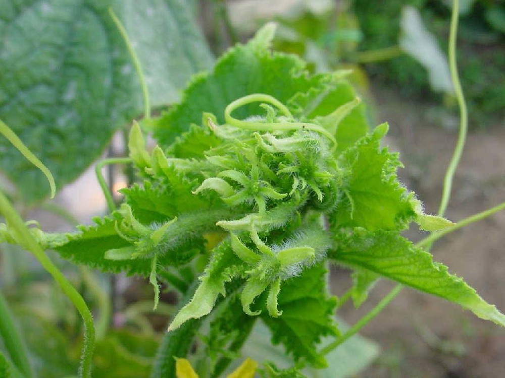 黃瓜出現(xiàn)花打頂？怎么辦？司普沃這5種辦法可補(bǔ)救