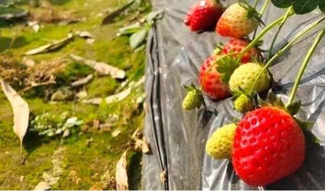 草莓一茬果采摘之后，為什么要施肥？施肥的好處是什么？