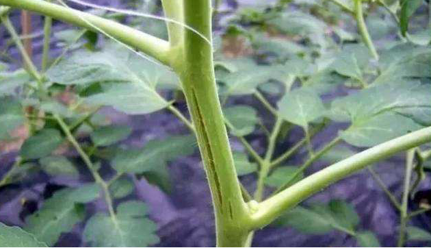 番茄嫩莖開裂，糟糕的事情發(fā)生了，怎樣來預(yù)防它