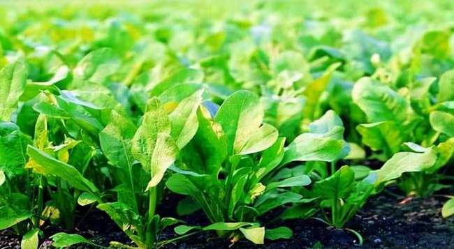 葉面追肥要用到點上，才能起到*大效果，勿做無用功
