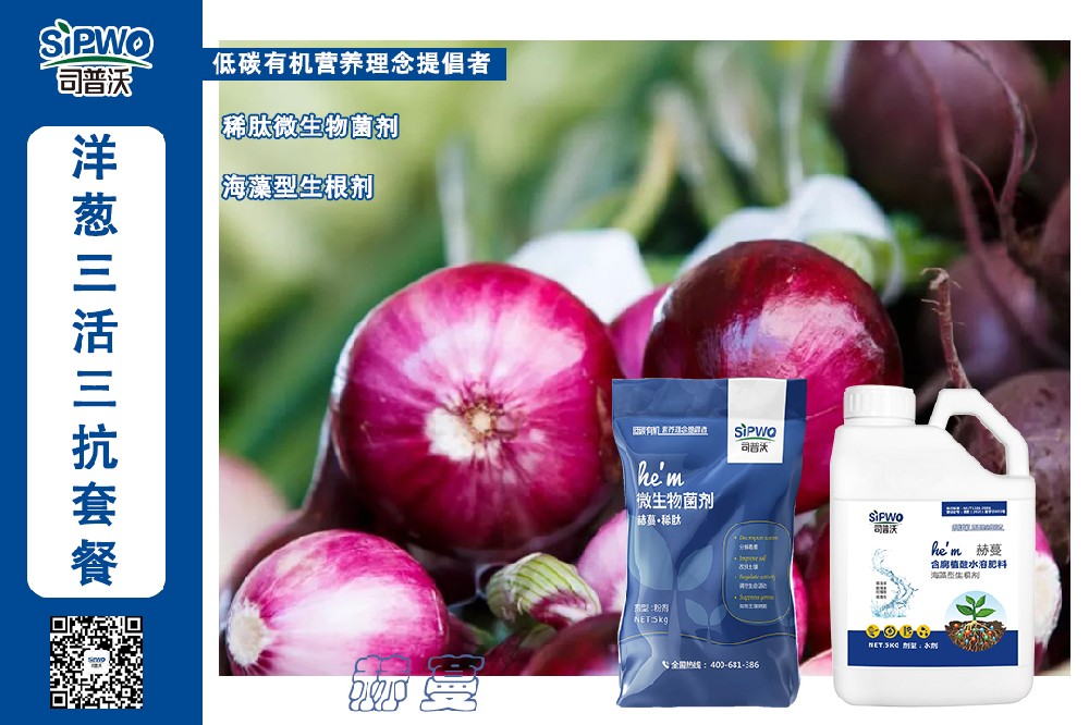 掌握這幾點(diǎn)洋蔥高產(chǎn)栽培技術(shù)，產(chǎn)量翻一番