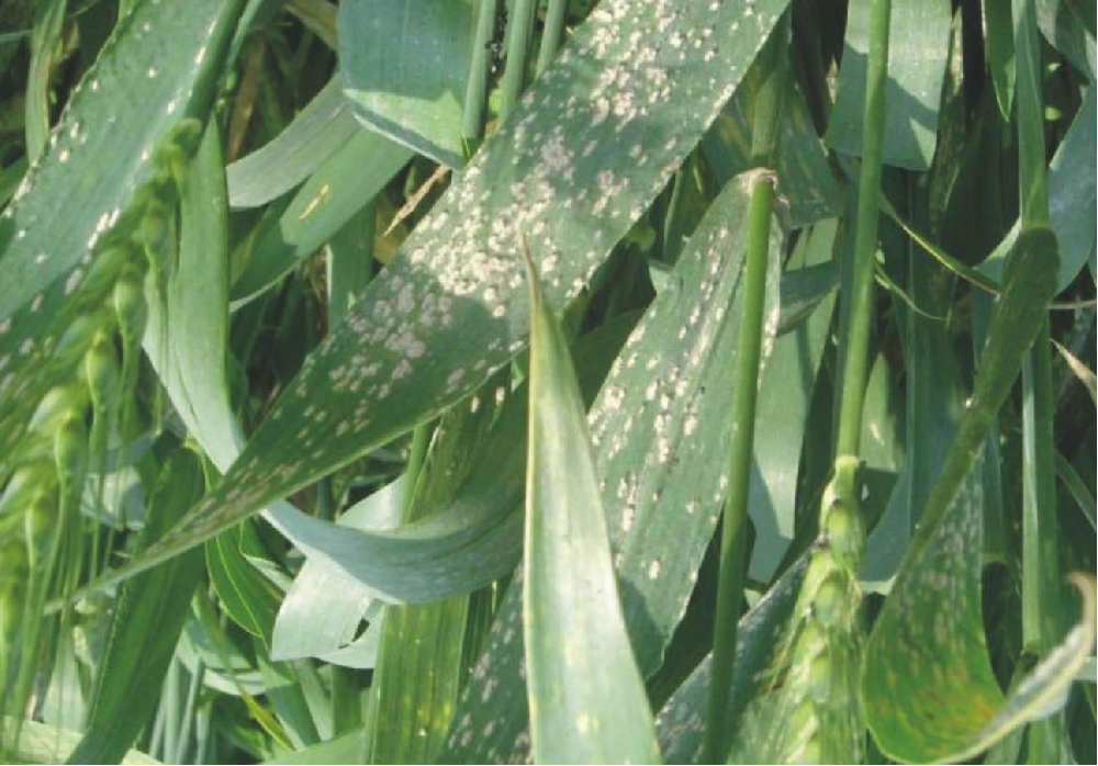 小麥葉面出現(xiàn)白色霉點(diǎn)，原因和預(yù)防方法來(lái)了