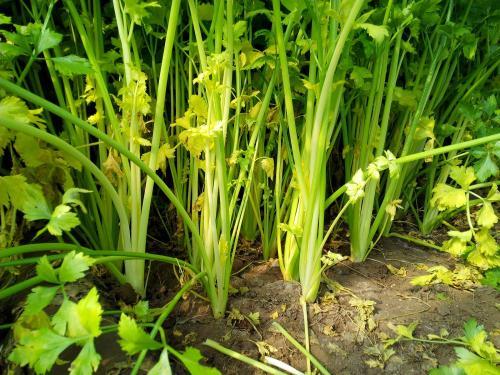 芹菜根系差，小老苗現(xiàn)象嚴(yán)重，速查原因和解決方法